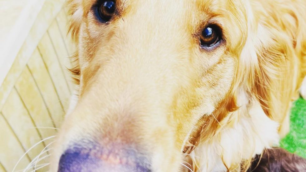 T & M Kennels Pet Day Care Rhinelander, WI